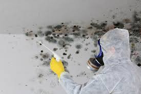 Best Mold Damage Restoration  in Carthage, NY